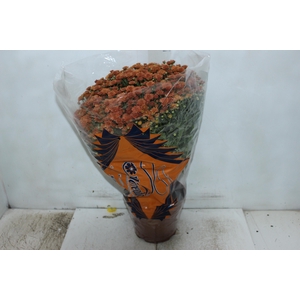 CRISANTEMO BOLA BELGA JASODA P20 BRONZE