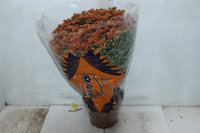 <h4>CRISANTEMO BOLA BELGA JASODA P20 BRONZE</h4>