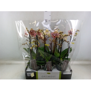 Phalaenopsis multi.   ...yellow