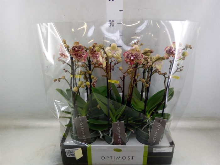 <h4>Phalaenopsis multi.   ...yellow</h4>