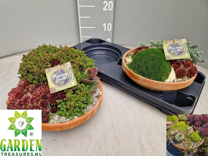 <h4>ARR TUINPLANTEN</h4>