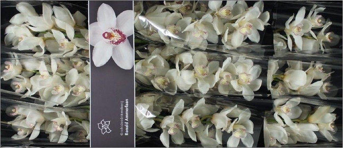 <h4>Cymbidium Antonella</h4>