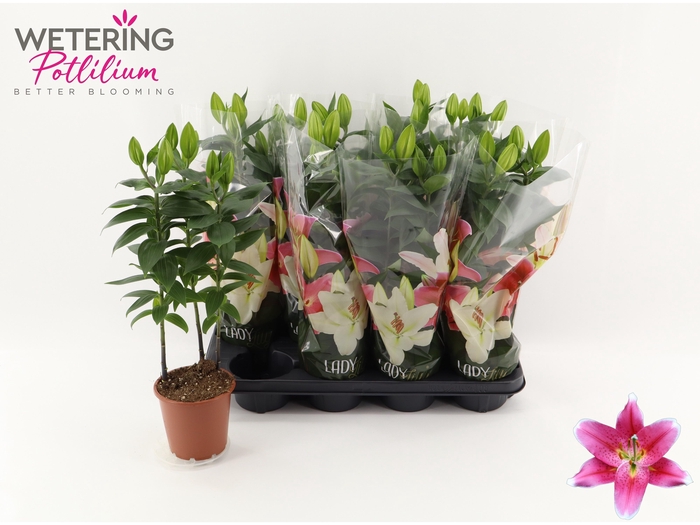 <h4>LIL OR SUNNY ROBYN</h4>