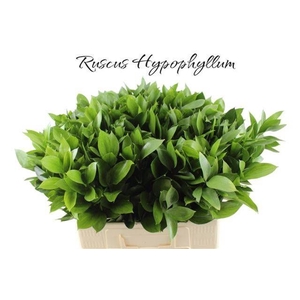 RUSCUS HYPOPHYLLUM
