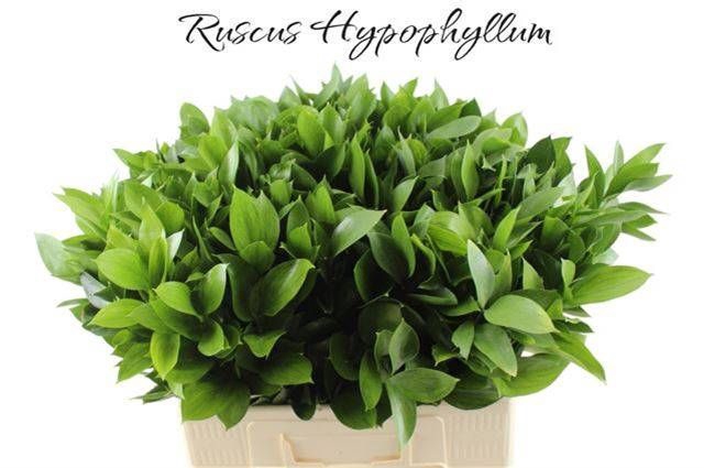 <h4>RUSCUS HYPOPHYLLUM</h4>