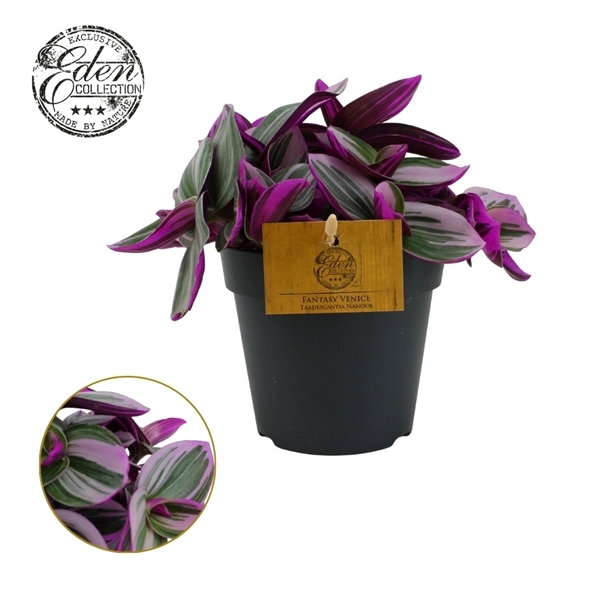 <h4>Tradescantia Nanouk 12cm</h4>