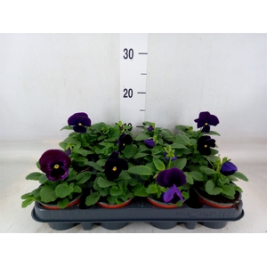 Viola wr. 'Delta Lavender'