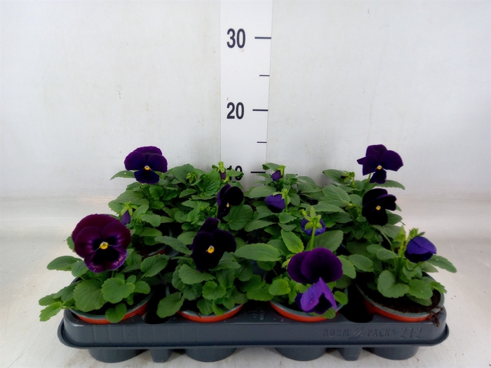 <h4>Viola wr. 'Delta Lavender'</h4>