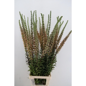 DIGI PARVIFLORA
