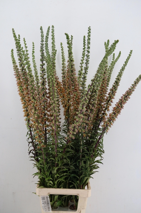 <h4>DIGI PARVIFLORA</h4>