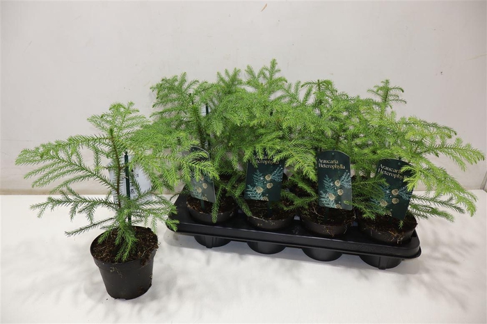 <h4>arr8 Arau Ov</h4>