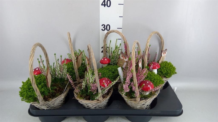 <h4>Arr.   Tuinplanten L%</h4>