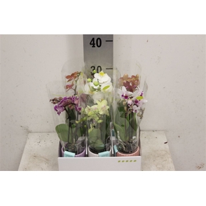 Phal Optifriend Mix 2 Spike In Molise Mix