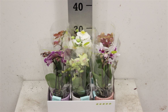 <h4>Phal Optifriend Mix 2 Spike In Molise Mix</h4>
