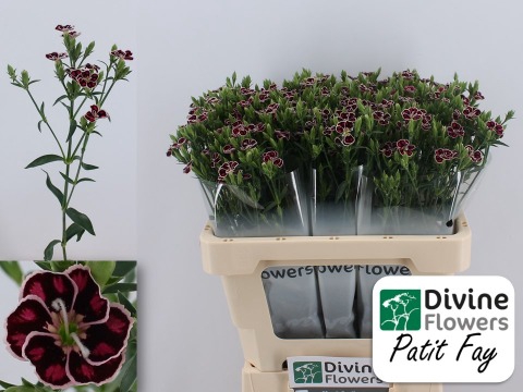 <h4>Dianthus sp raffine petit faye</h4>