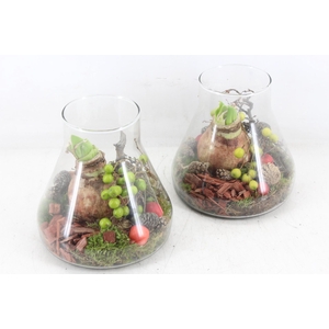 arr4 Amaryllis MB - Glas paris kl. 285/6 RD