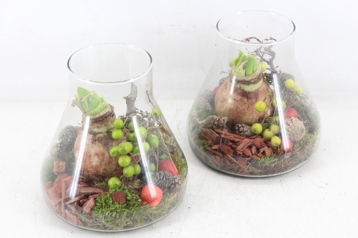 <h4>arr4 Amaryllis MB - Glas paris kl. 285/6 RD</h4>