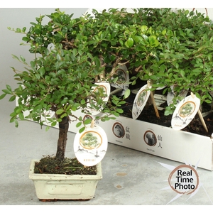 BONSAI GEM