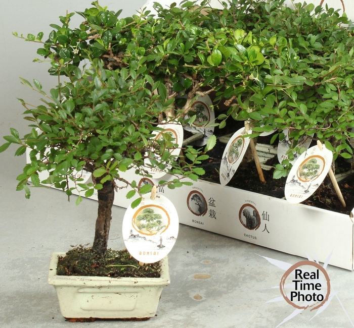 <h4>BONSAI GEM</h4>