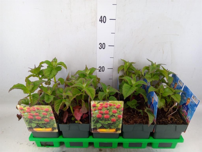<h4>Monarda didyma</h4>