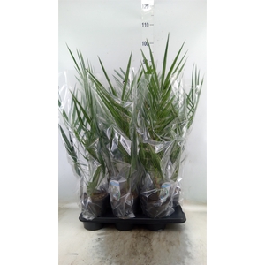Phoenix canariensis