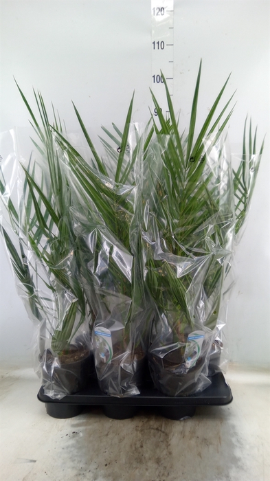 <h4>Phoenix canariensis</h4>