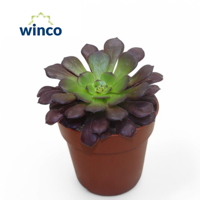 <h4>AEONIUM AB VELOURS</h4>