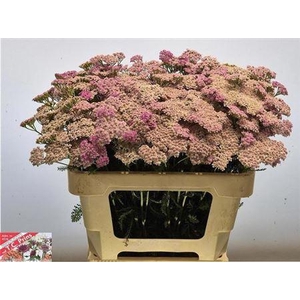 Achil M Lilac Beauty