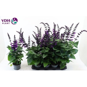 SALVIA PURPLE BLOOM