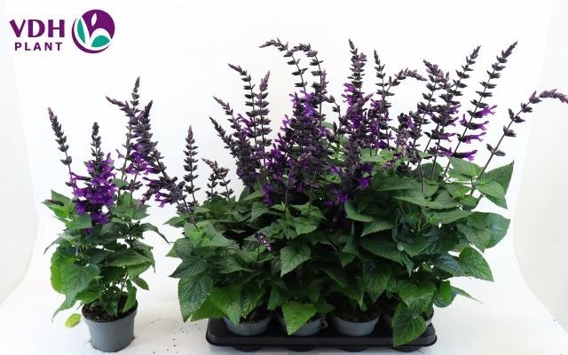 <h4>SALVIA PURPLE BLOOM</h4>