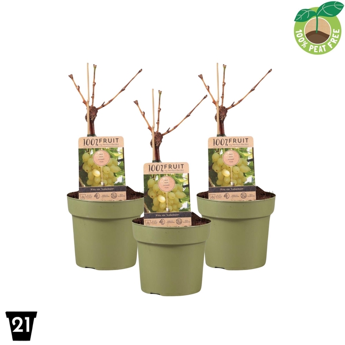 <h4>Vitis Vinifera Lakemont Stam</h4>