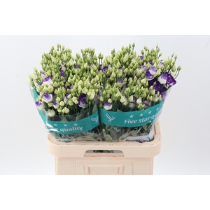 Eus G Rosi Blue Pico