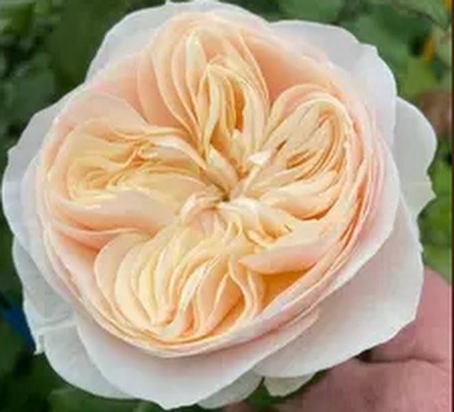 <h4>Rosa Garden Freya Gardens</h4>