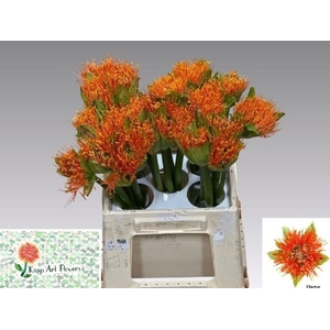 SCAD M FLAME