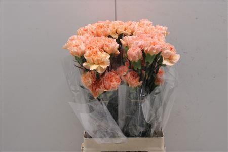 <h4>Di St Goldy</h4>