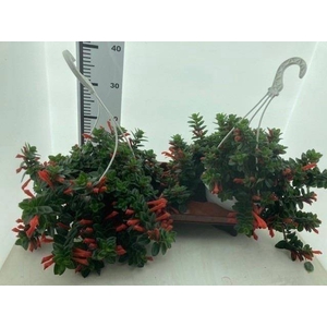 Columnea Krakatau 18Ø 30cm