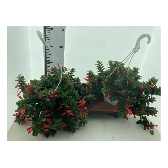 <h4>Columnea Krakatau 18Ø 30cm</h4>