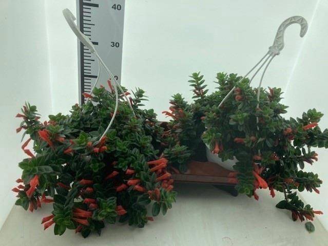 Columnea Krakatau 18Ø 30cm