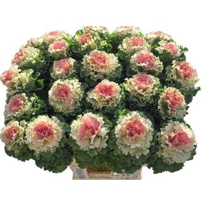 BRASS KLB H% ROSE SUPER