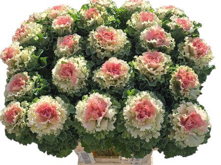 <h4>BRASS KLB H% ROSE SUPER</h4>
