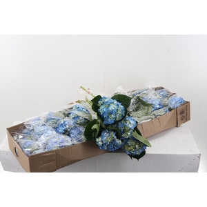 Hydr Blue Berry Select Box