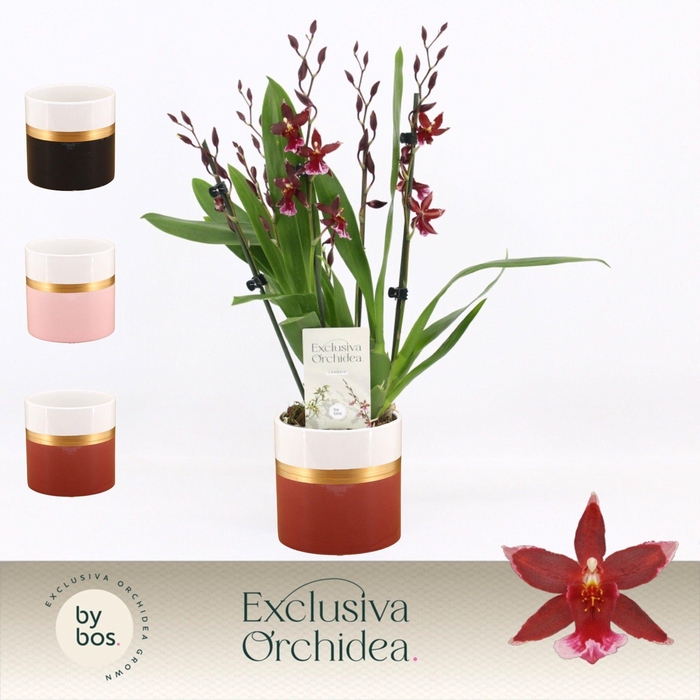 <h4>Barrocco Red, 5/6-spike in Dolomite Horizon 'Exclusiva Orchidea'</h4>