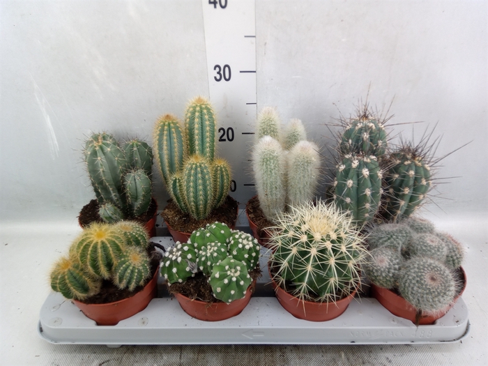 <h4>Cactus   ...mix</h4>