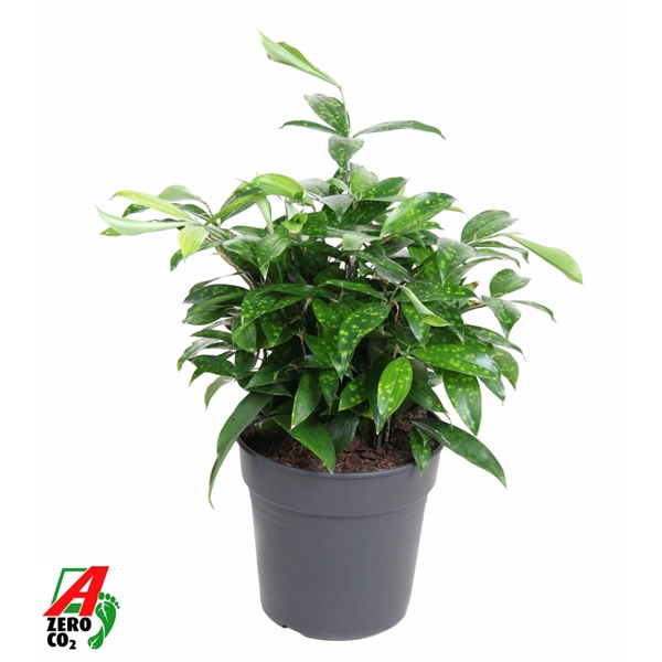 <h4>Dracaena Surculosa bush P24</h4>