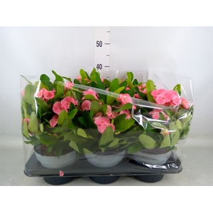 Euphorbia milii   ...