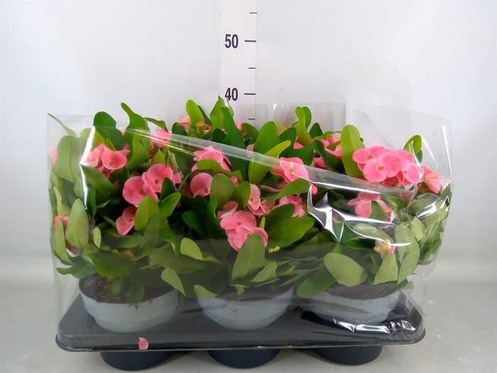 <h4>Euphorbia milii   ...</h4>