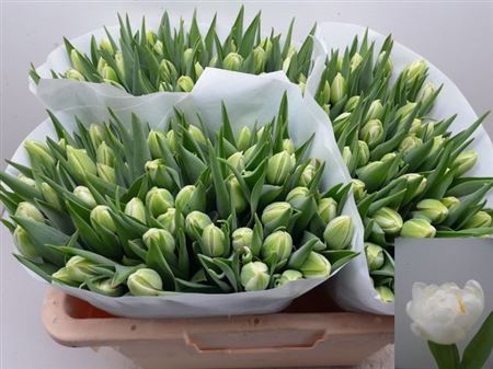 <h4>Tu Du White Heart</h4>