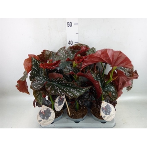 Begonia maculata