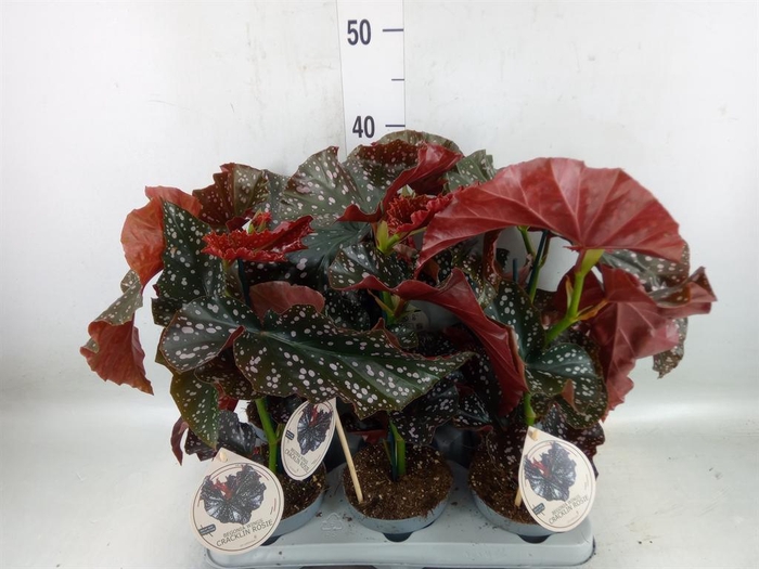 <h4>Begonia maculata</h4>
