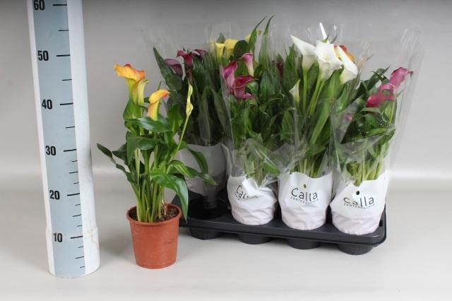 <h4>ZANT GEM 4 KL</h4>